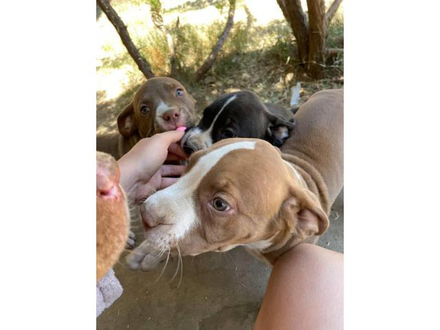 6 stunning mastiff/pitbull cross puppies for sale in