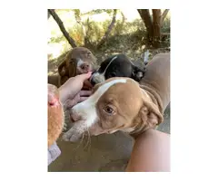 6 stunning mastiff/pitbull cross puppies for sale - 2
