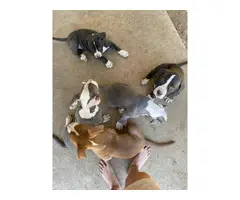 6 stunning mastiff/pitbull cross puppies for sale - 6
