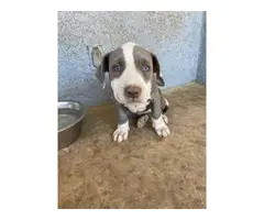 6 stunning mastiff/pitbull cross puppies for sale - 9