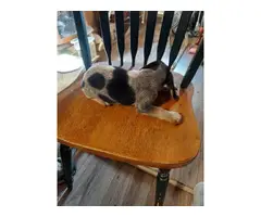 4 Beagle puppies for sale - 7