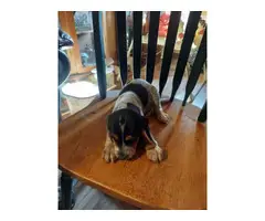 4 Beagle puppies for sale - 9