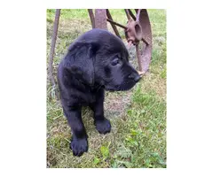 2 Lab puppies Black Labrador - 3