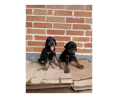 Doberman puppies looking for a new home