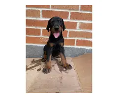 Doberman puppies looking for a new home - 2