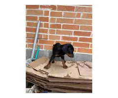 Doberman puppies looking for a new home - 3