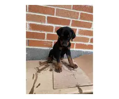 Doberman puppies looking for a new home - 4