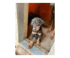 Doberman puppies looking for a new home - 5