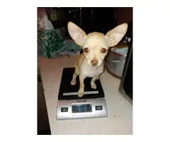 Pretty purebred teacup Chihuahua puppy for sale - 2