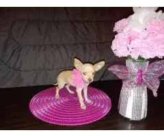 Pretty purebred teacup Chihuahua puppy for sale - 4