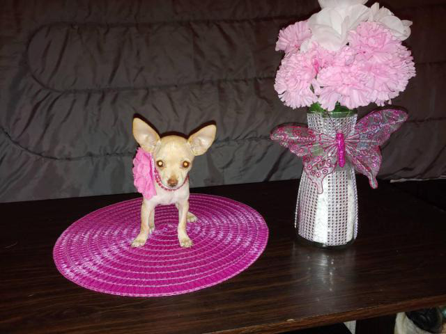 Pretty purebred teacup Chihuahua puppy for sale in Phoenix