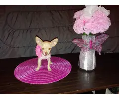 Pretty purebred teacup Chihuahua puppy for sale - 5