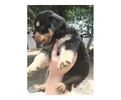 3 Pure Breed Rottweiler puppies looking for a new home