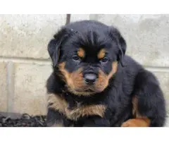 3 Pure Breed Rottweiler puppies looking for a new home - 2