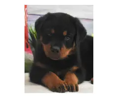 3 Pure Breed Rottweiler puppies looking for a new home - 3