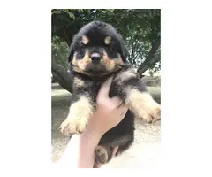 3 Pure Breed Rottweiler puppies looking for a new home - 4