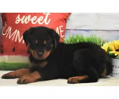 3 Pure Breed Rottweiler puppies looking for a new home - 5