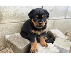3 Pure Breed Rottweiler puppies looking for a new home - 6