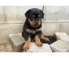 3 Pure Breed Rottweiler puppies looking for a new home - 7