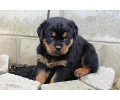 3 Pure Breed Rottweiler puppies looking for a new home - 8