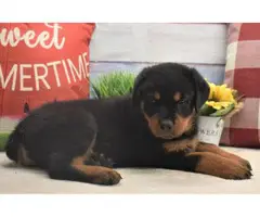 3 Pure Breed Rottweiler puppies looking for a new home - 9