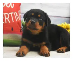 3 Pure Breed Rottweiler puppies looking for a new home - 10