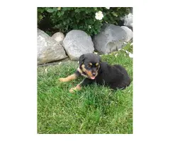 3 Pure Breed Rottweiler puppies looking for a new home - 11