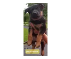 2 AKC registered purebred German Shepherd puppies for sale