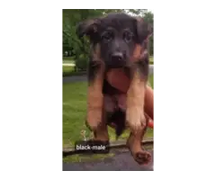 2 AKC registered purebred German Shepherd puppies for sale - 2