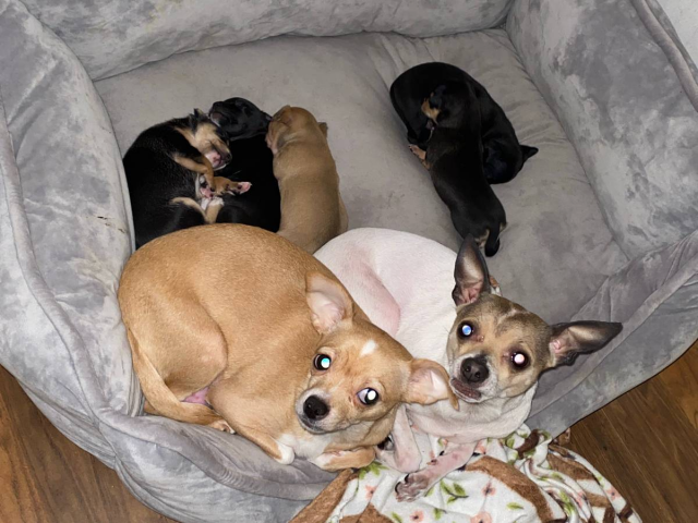 2 boy Chihuahua puppies for sale in Bedford, Virginia