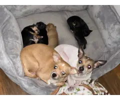 2 boy Chihuahua puppies for sale - 4