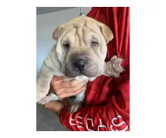 3 Sharpei puppies for sale
