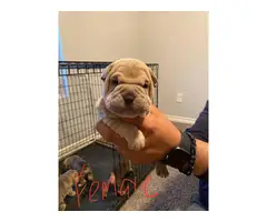 3 Sharpei puppies for sale - 2
