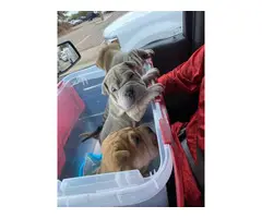 3 Sharpei puppies for sale - 4
