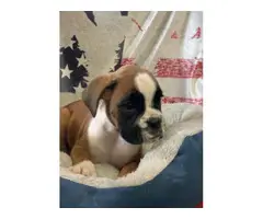 3 Pure Breed Boxer puppies looking for a new home - 2