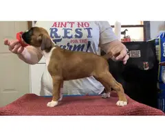 3 Pure Breed Boxer puppies looking for a new home - 3