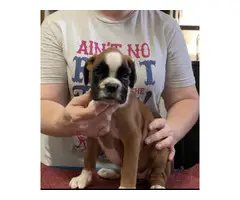 3 Pure Breed Boxer puppies looking for a new home - 4