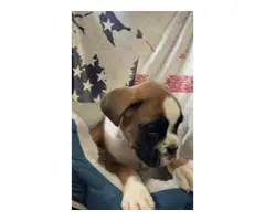 3 Pure Breed Boxer puppies looking for a new home - 5