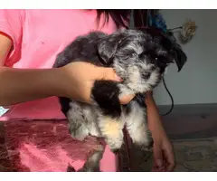 2 Morkie puppies for sale - 4