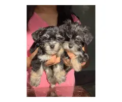 2 Morkie puppies for sale - 6