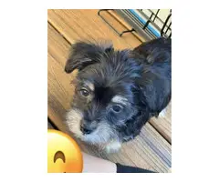 2 Morkie puppies for sale - 7
