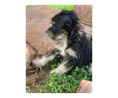 2 Morkie puppies for sale - 8