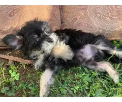 2 Morkie puppies for sale - 9