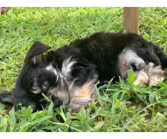 2 Morkie puppies for sale - 10
