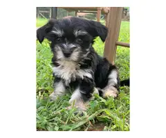 2 Morkie puppies for sale - 11