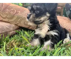 2 Morkie puppies for sale - 12