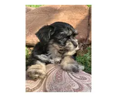 2 Morkie puppies for sale - 13