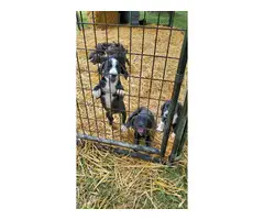 Registered Mountain Cur puppies for sale