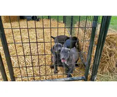 Registered Mountain Cur puppies for sale