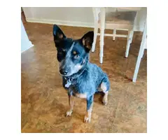 8 male Texas heeler puppies for sale - 10